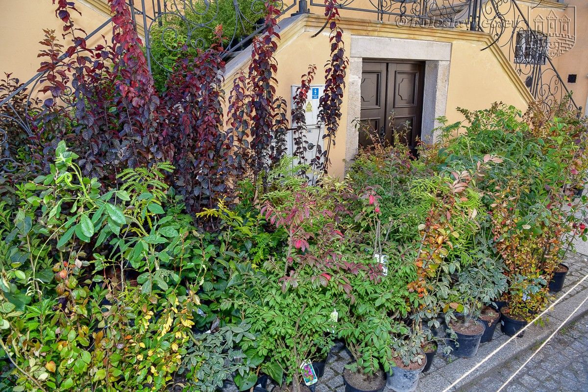 Bolesławianie wzięli udział w akcji „Nasze miasto oddycha”