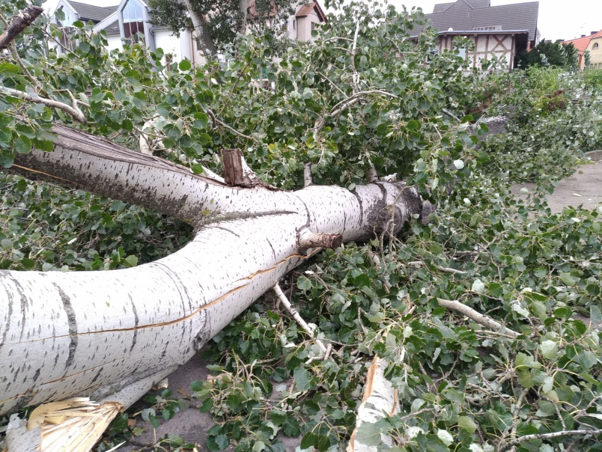 Powalone drzewo przy ul. Łokietka