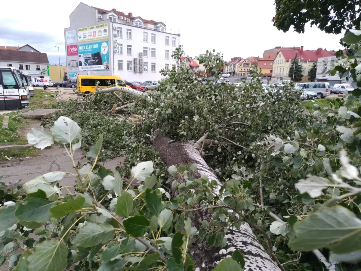 Powalone drzewo przy ul. Łokietka