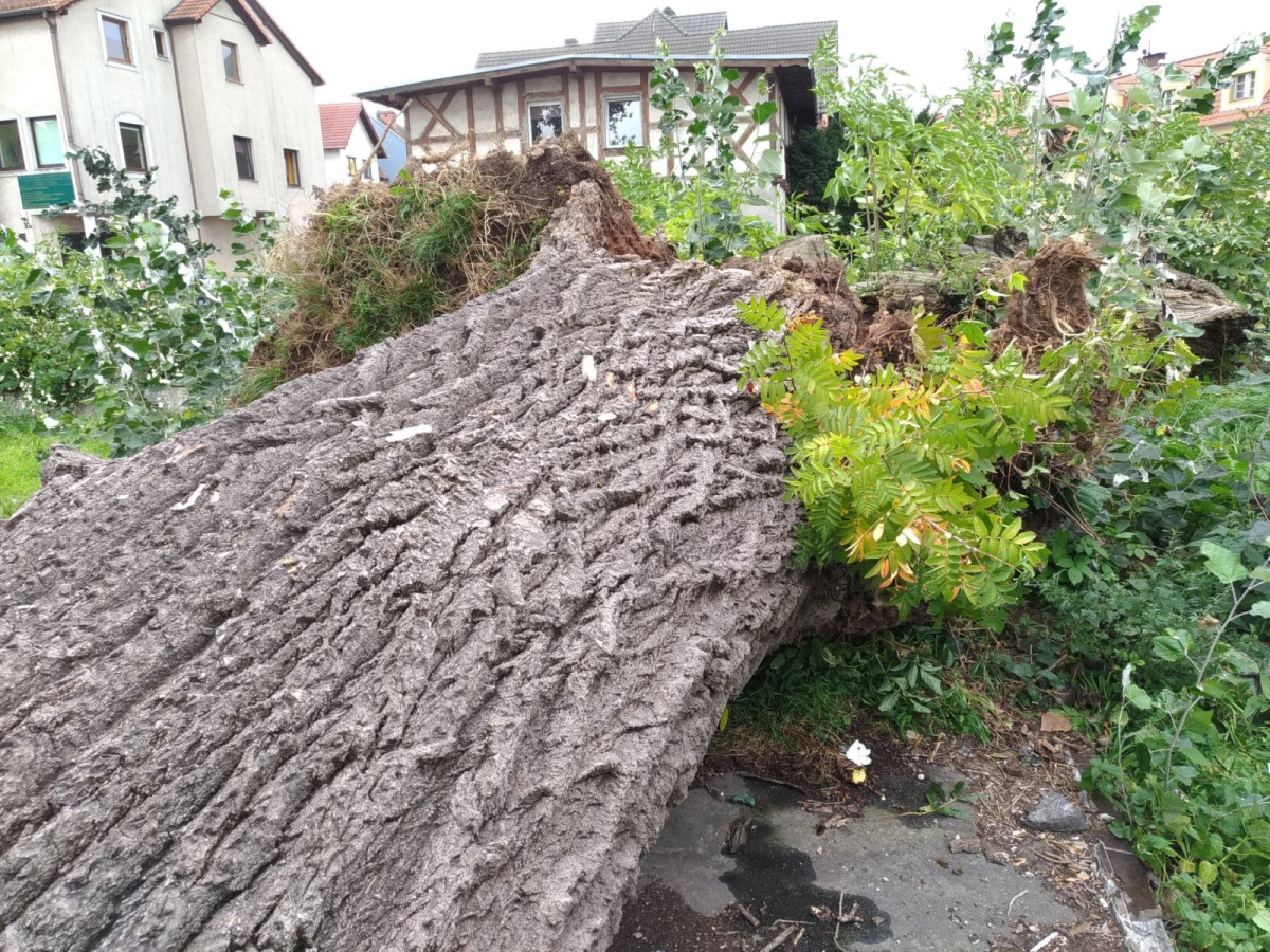 Powalone drzewo przy ul. Łokietka