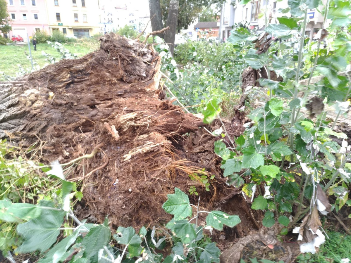 Powalone drzewo przy ul. Łokietka