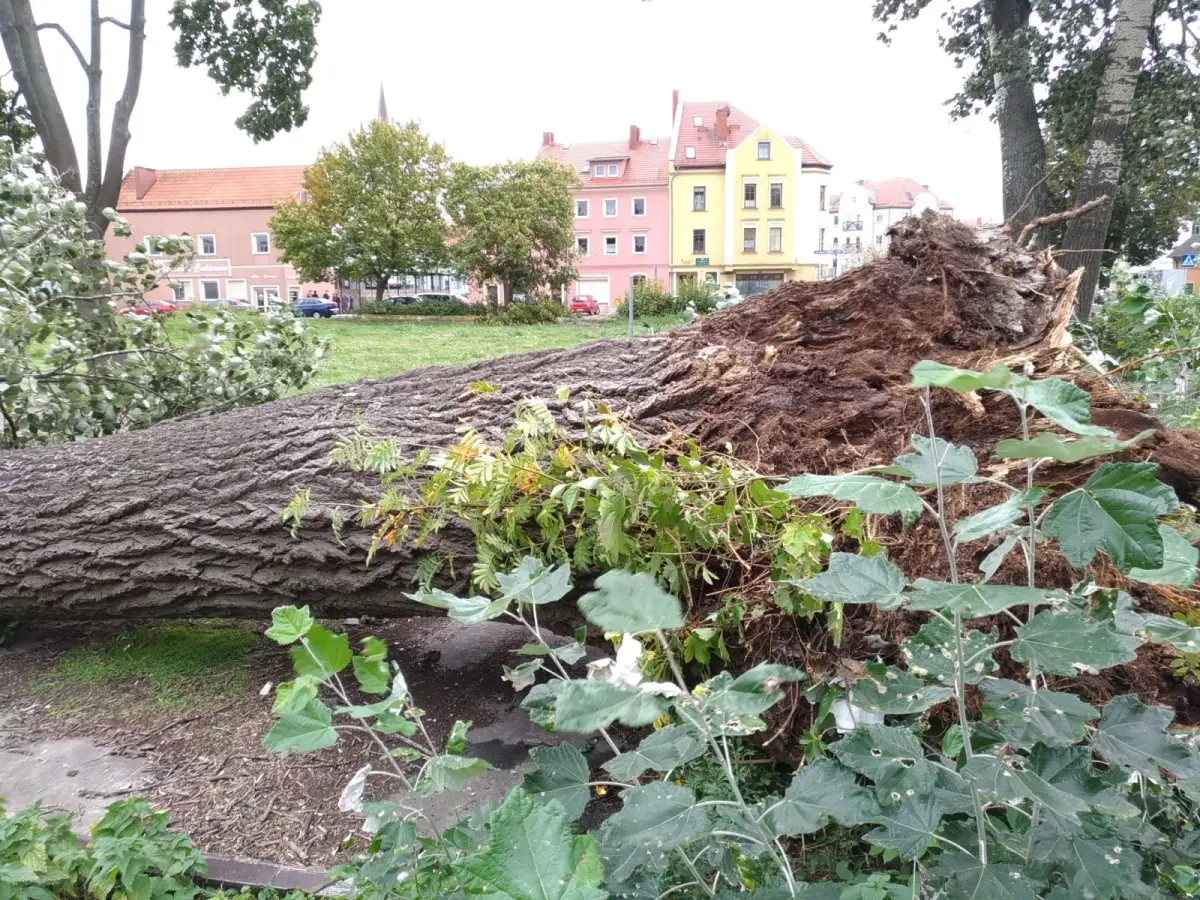 Powalone drzewo przy ul. Łokietka