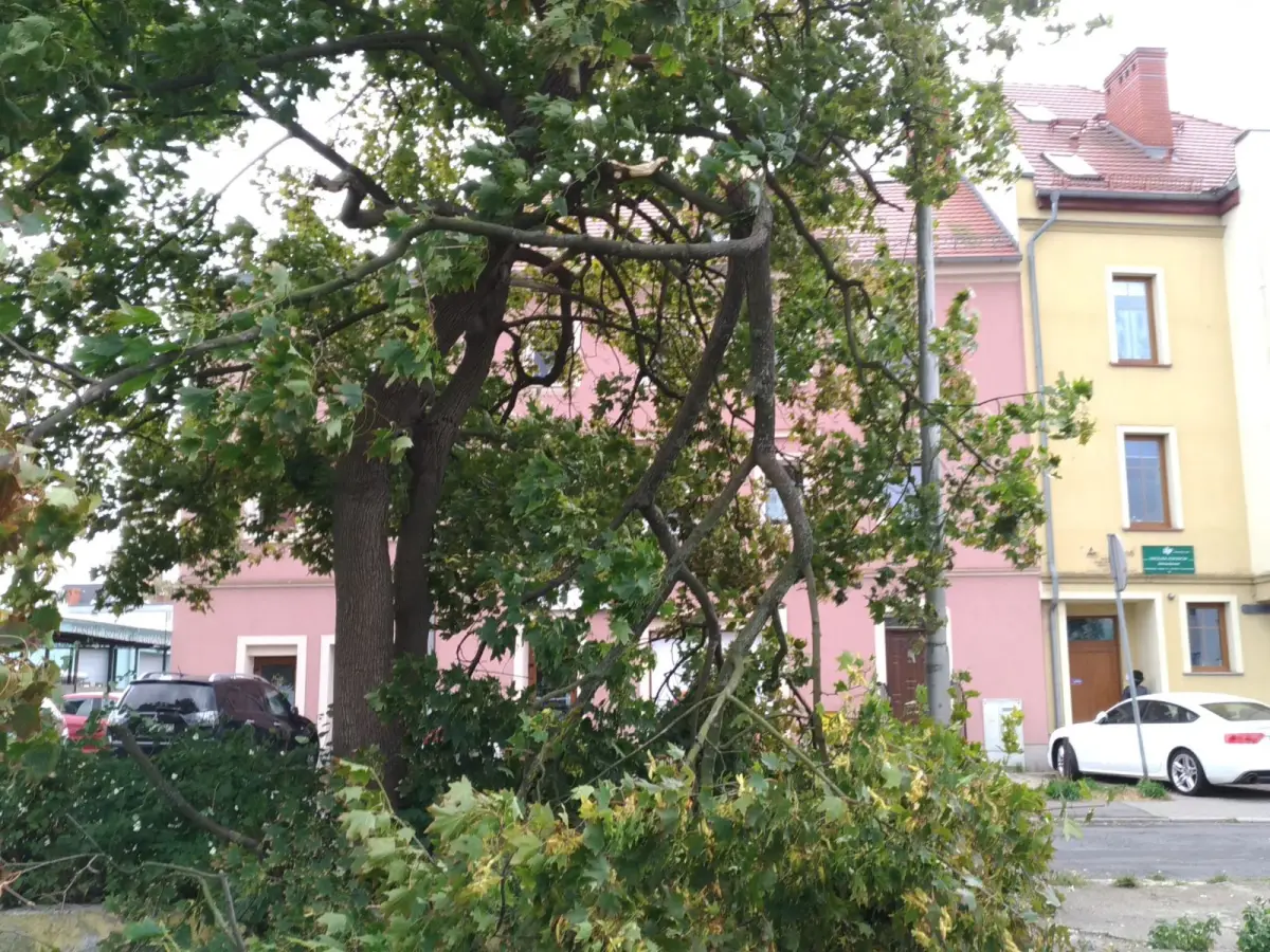 Złamany konar przy ul. Górne Młyny