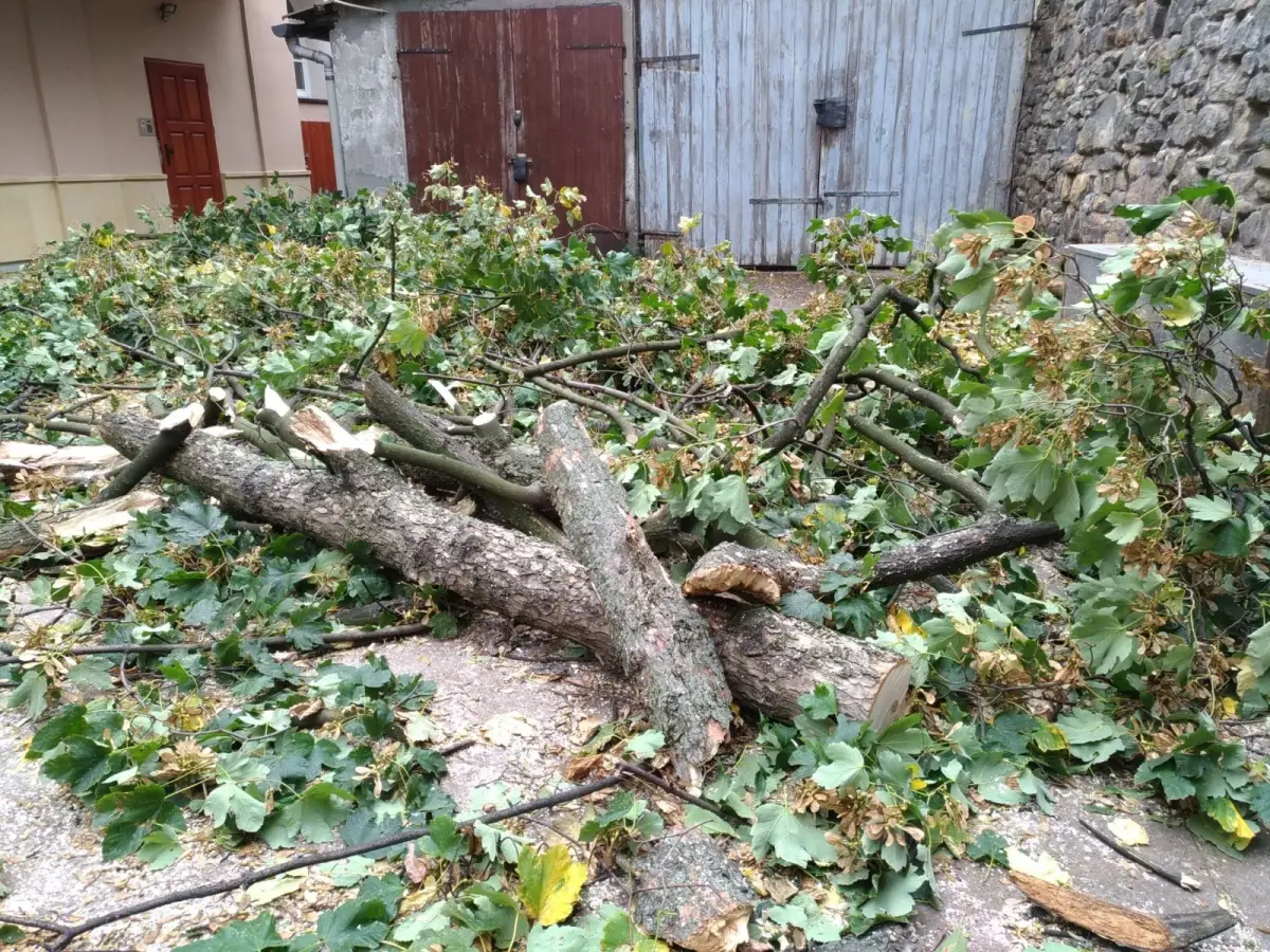 Pocięte drzewo przy ul. Chopina