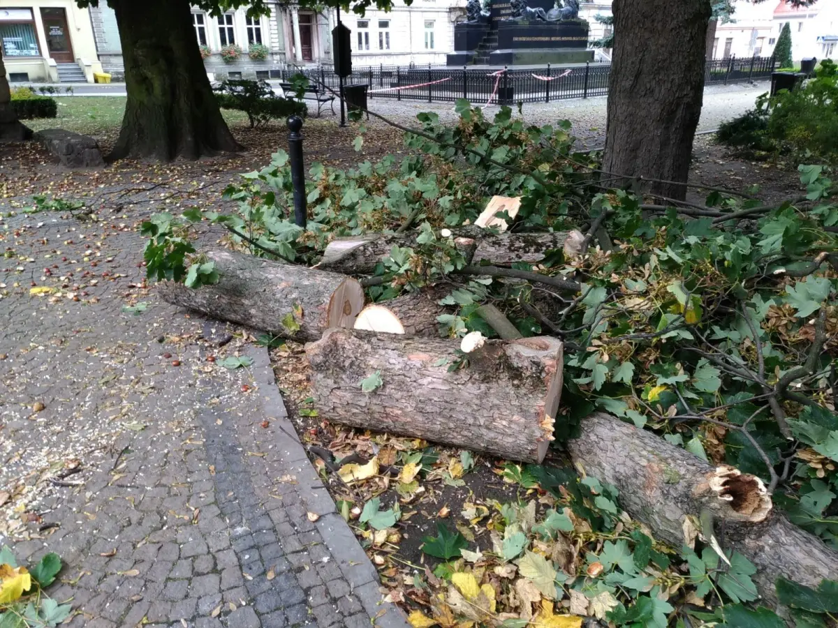 Pocięte drzewo przy ul. Chopina
