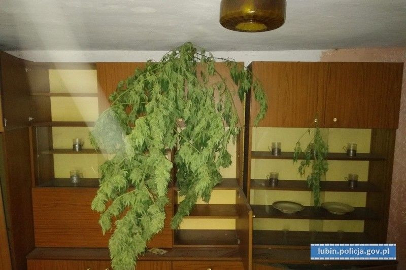 Przechwycili ponad… 6 kilogramów marihuany