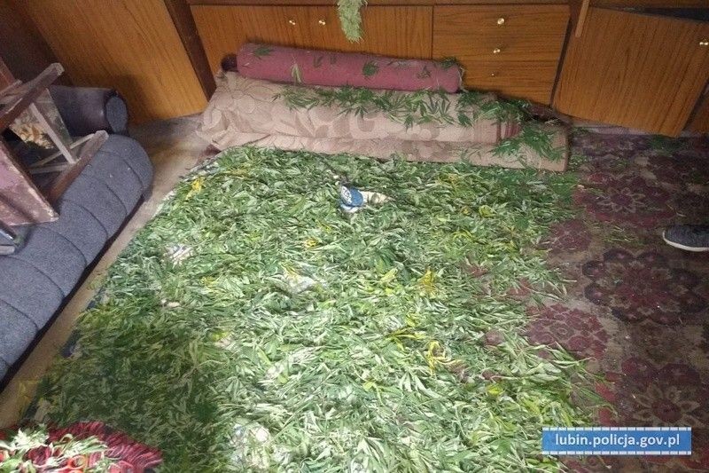 Przechwycili ponad… 6 kilogramów marihuany