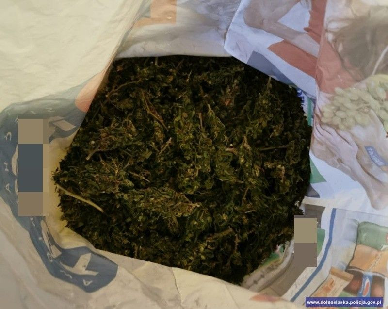 Wpadł z 2 tys. porcji marihuany. Twierdził, że marychę znalazł w... lesie