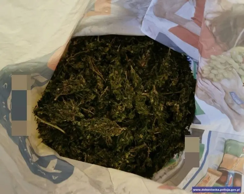 Caught with 2,000 marijuana portions. He claimed he found the weed in... the forest