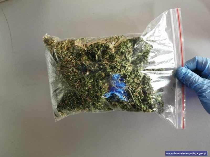 Wpadł z 2 tys. porcji marihuany. Twierdził, że marychę znalazł w... lesie