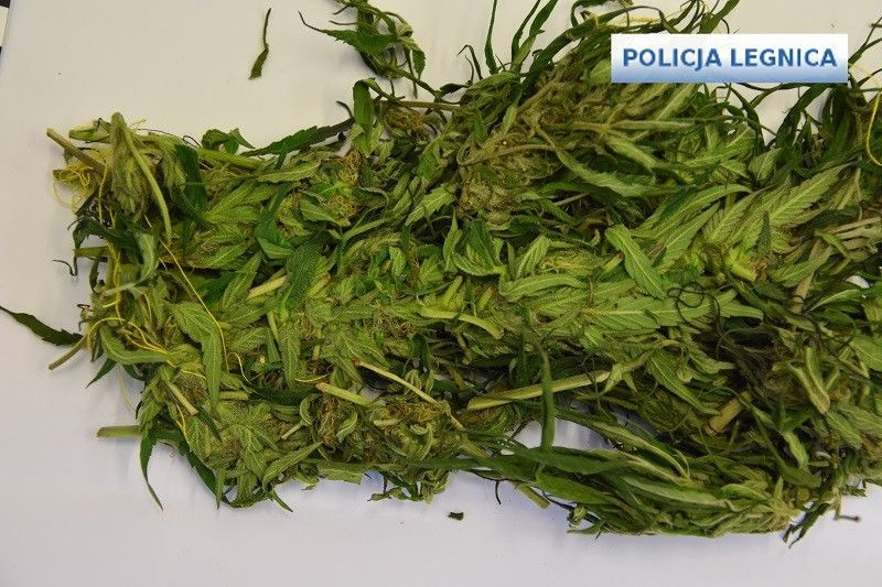 Wpadł z dużą ilością mety i marychy