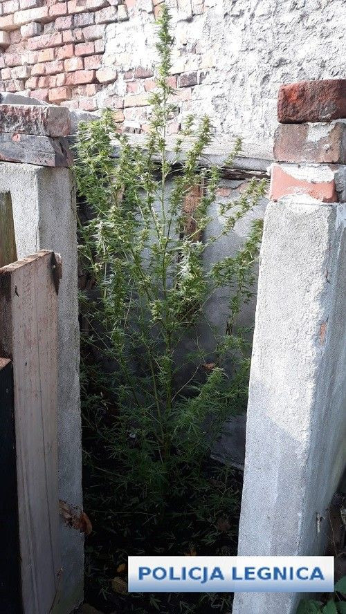 Wpadł z dużą ilością mety i marychy