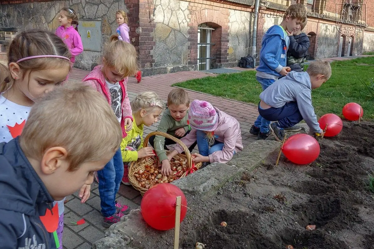 Przedszkolaki posadziły „Tulipany Mocy”, aby wesprzeć ciężko chore dzieciaki