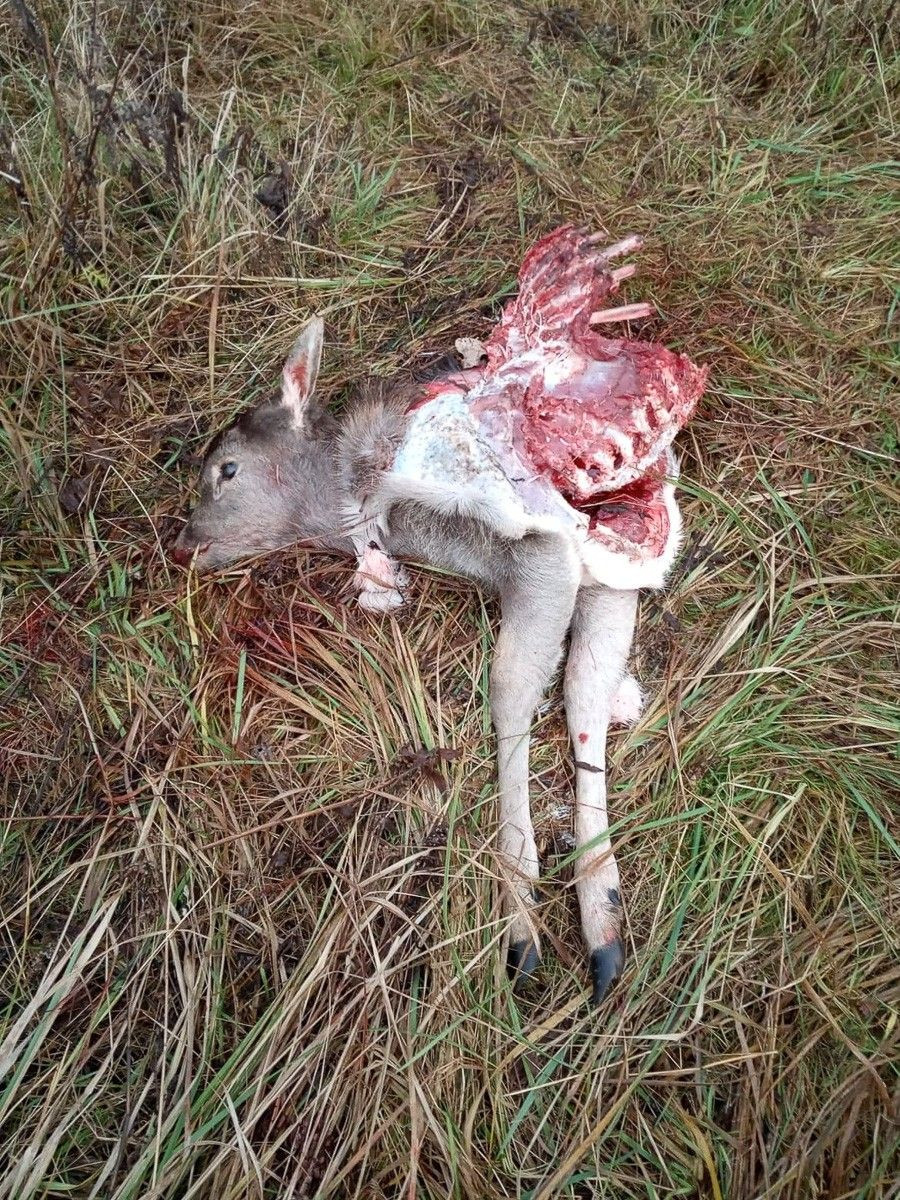 Masakra w Ołoboku! Wilki zagryzły daniele