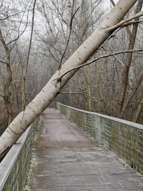 Magistrat interweniuje ws. bobrów
