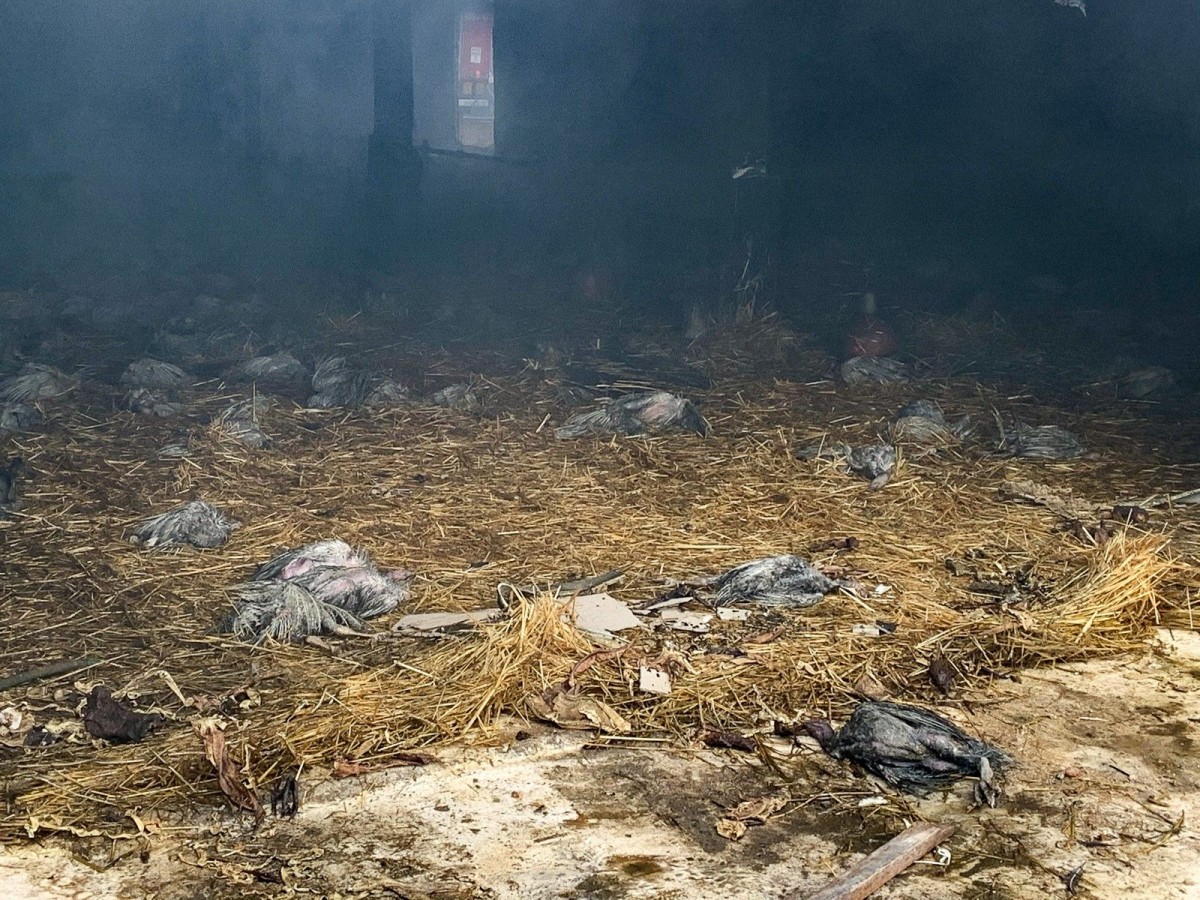 Pożar kurnika w Krzyżowej