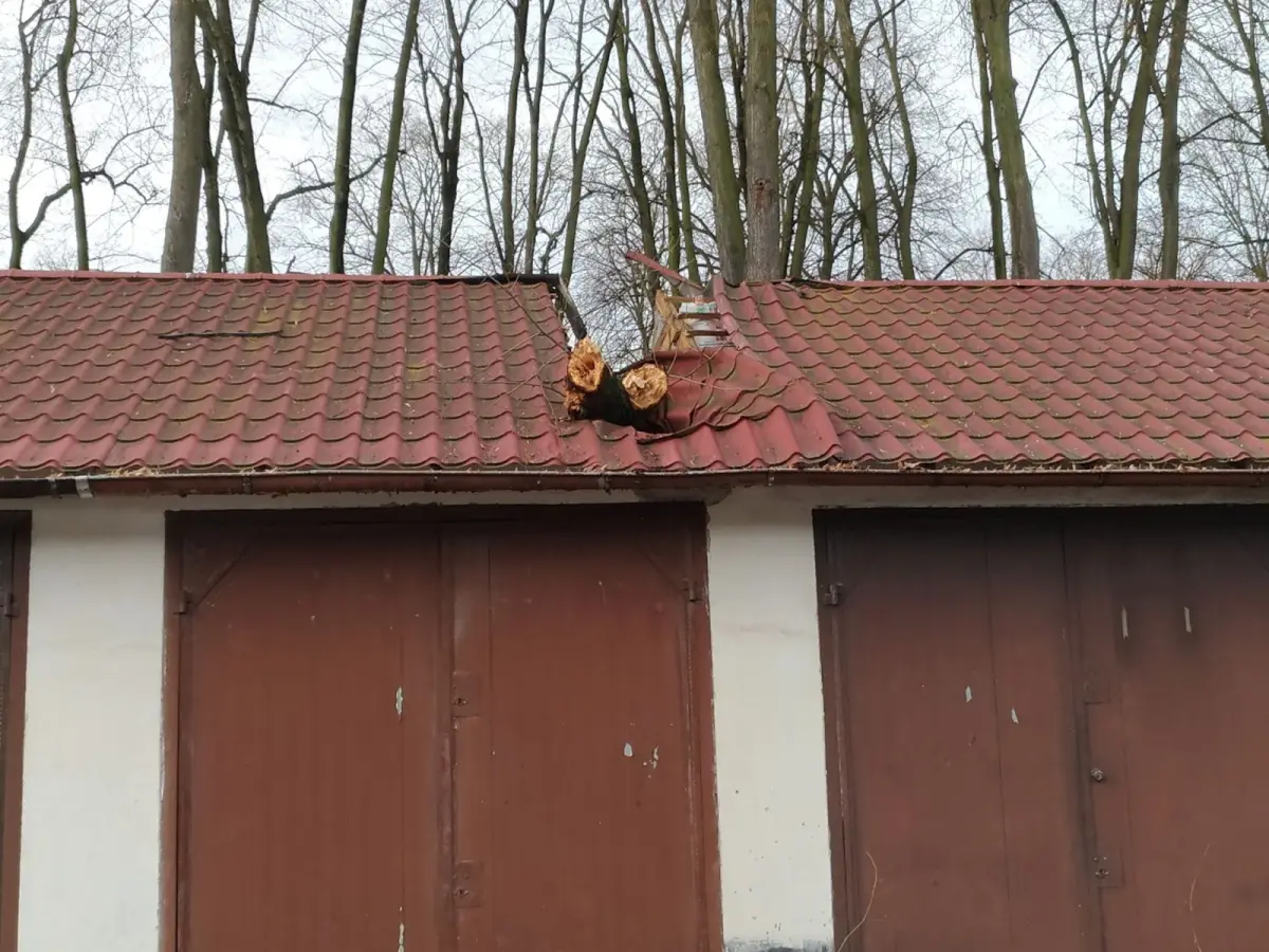 Ураган Сабіна: дерево впало на гаражі на вулиці Комуні Паризької