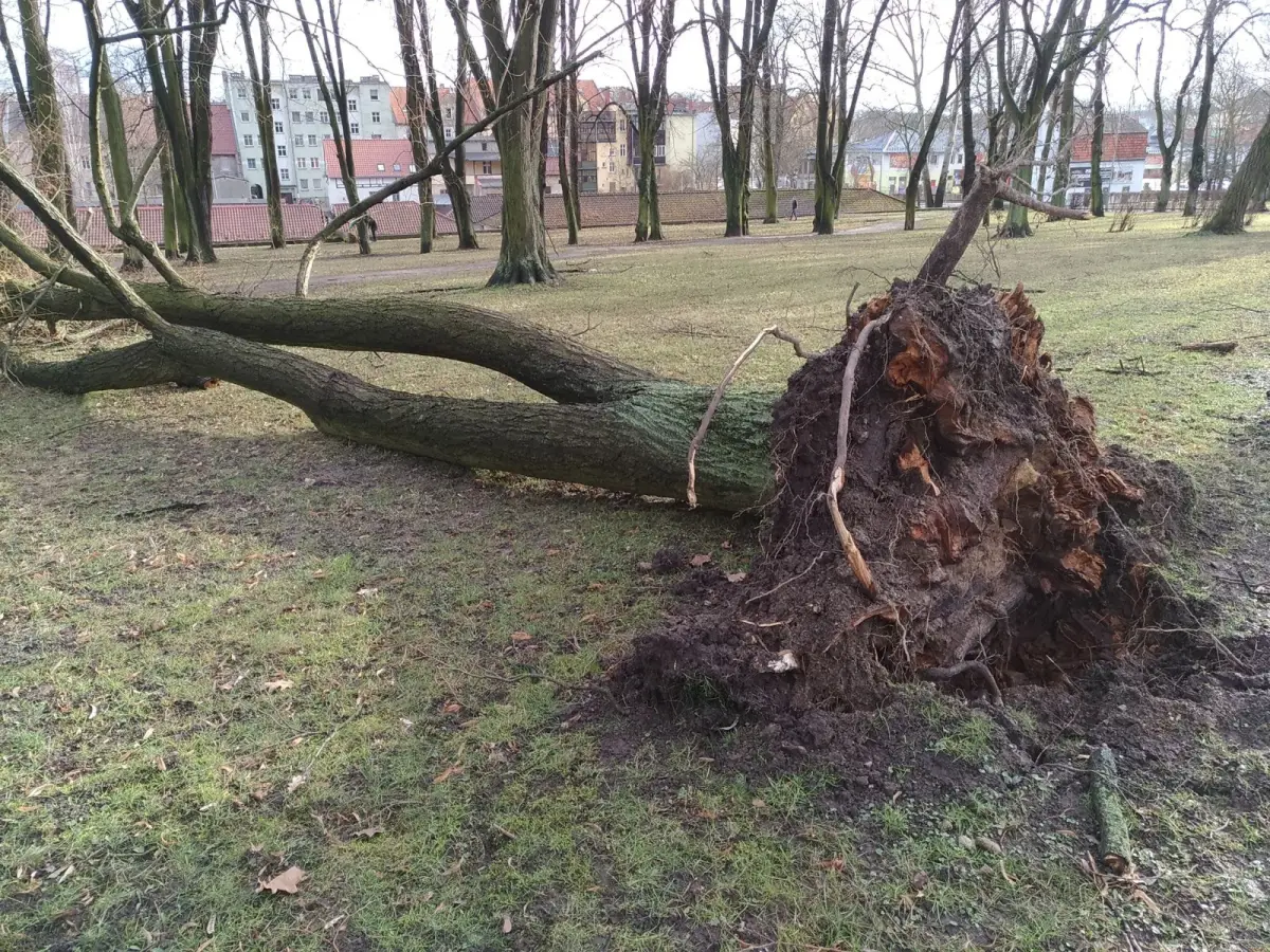 Orkan wyrwał drzewo w parku przy Garncarskiej