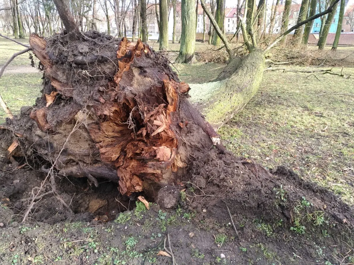 Orkan wyrwał drzewo w parku przy Garncarskiej