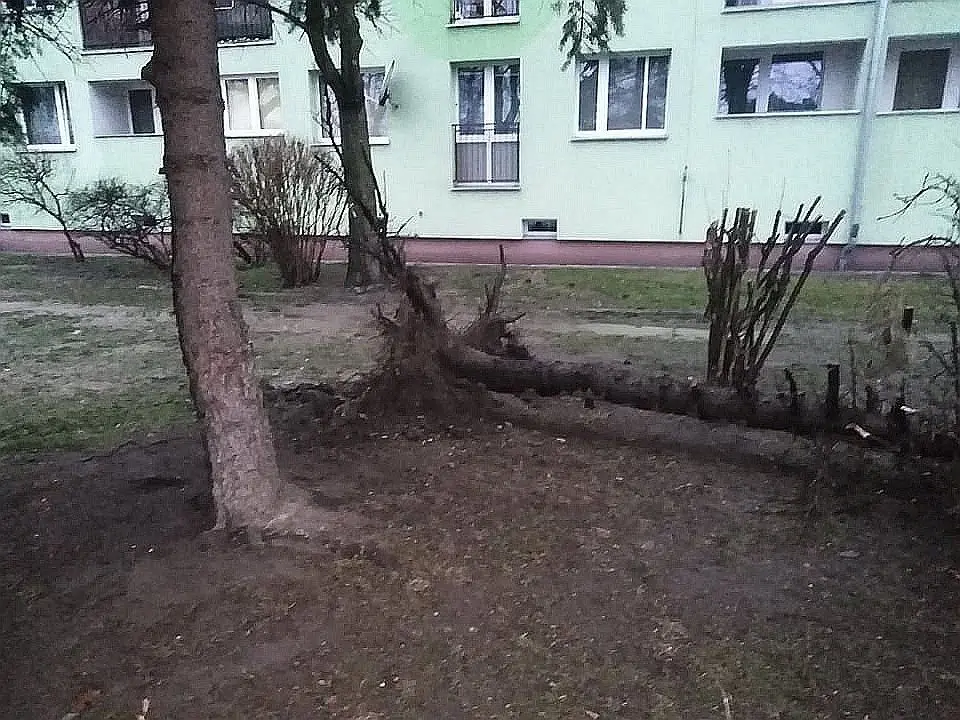Wyrwane drzewo przy Spółdzielczej