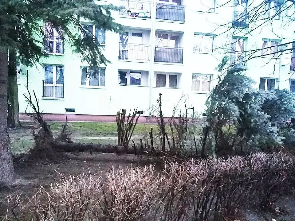 Wyrwane drzewo przy Spółdzielczej