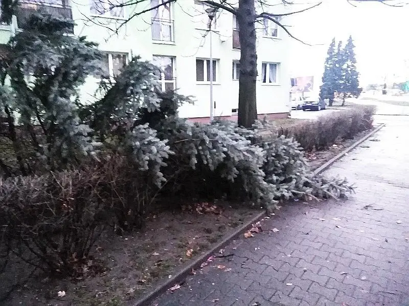Wyrwane drzewo przy Spółdzielczej
