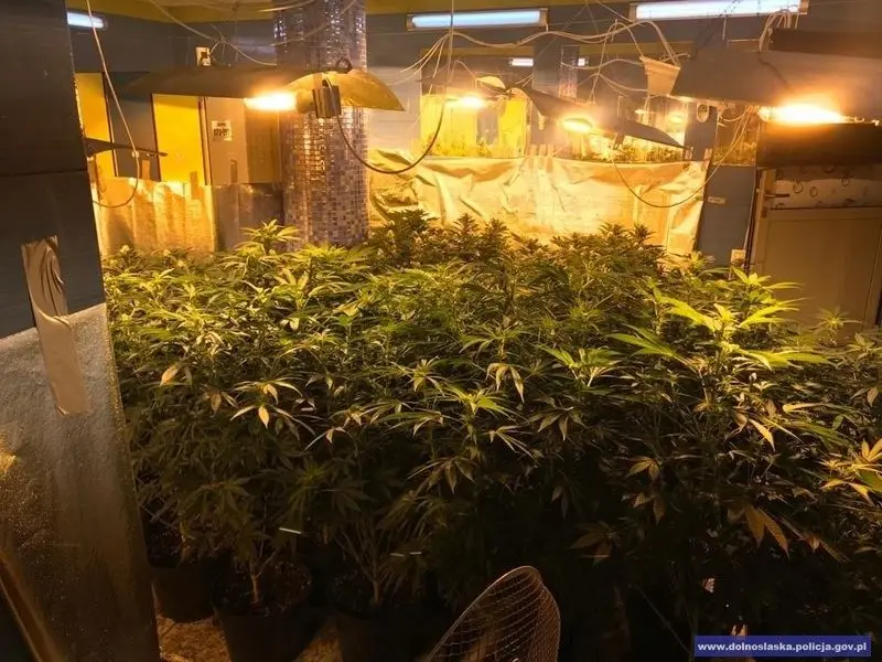 Zlikwidowali plantację marihuany. Przechwycono 900 krzewów i ponad 3 kg suszu