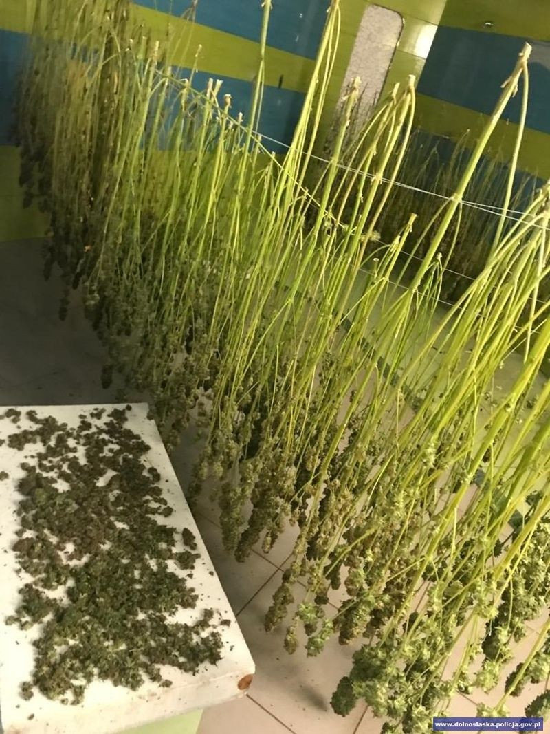 Zlikwidowali plantację marihuany. Przechwycono 900 krzewów i ponad 3 kg suszu