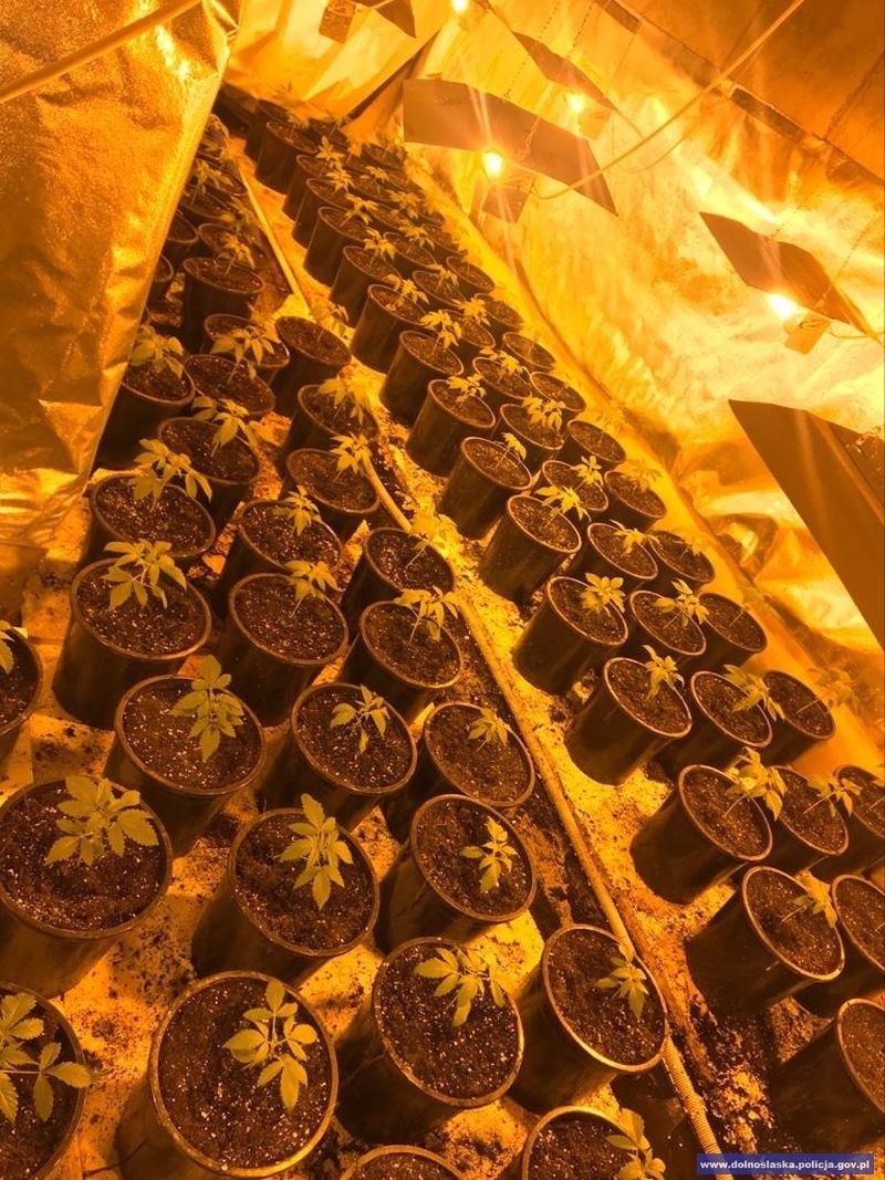Zlikwidowali plantację marihuany. Przechwycono 900 krzewów i ponad 3 kg suszu