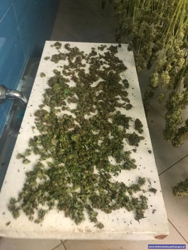 Zlikwidowali plantację marihuany. Przechwycono 900 krzewów i ponad 3 kg suszu