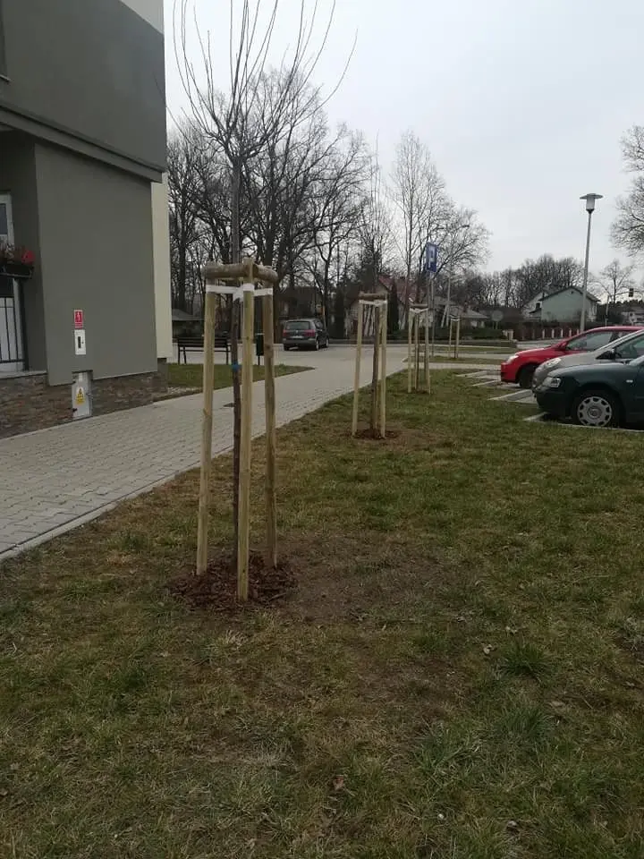 Więcej zieleni w Osiecznicy