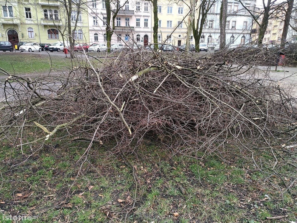 Huragan Julia wyrwał drzewo z korzeniami przy pl. Wolności w Bolesławcu