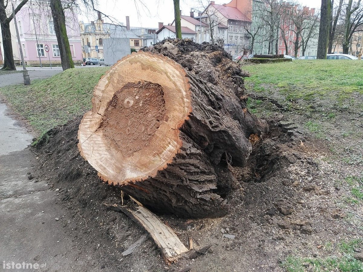 Huragan Julia wyrwał drzewo z korzeniami przy pl. Wolności w Bolesławcu