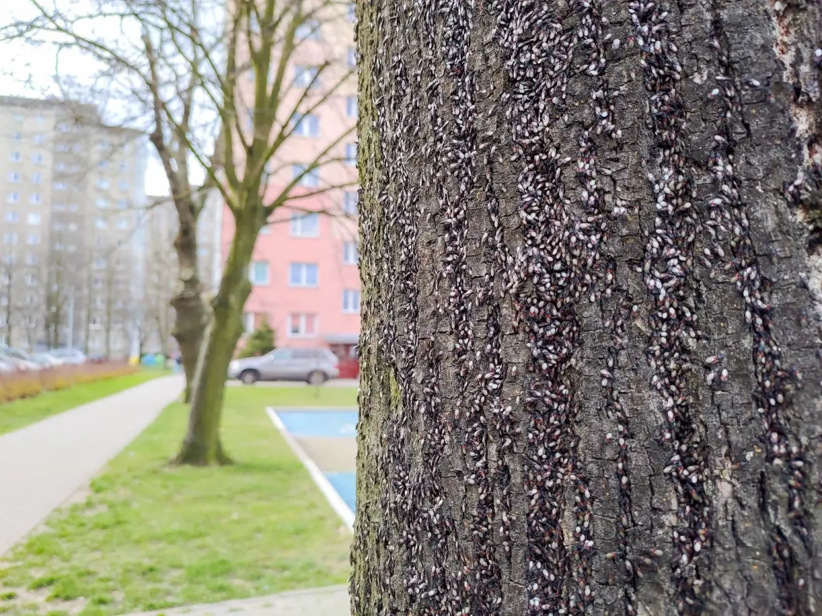 Pluskwiaki (skupieniec lipowy) na drzewie