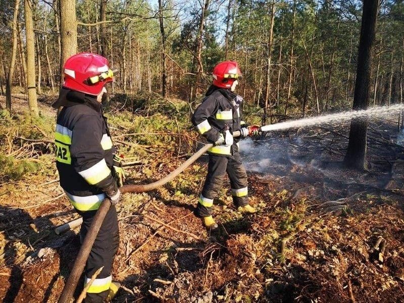 Pożary lasów w powiecie bolesławieckim