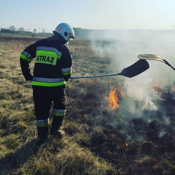 Pożary lasów w powiecie bolesławieckim