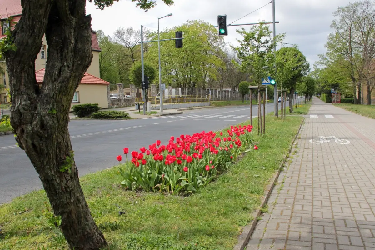 Kwiaty przy al. Tysiąclecia w Bolesławcu