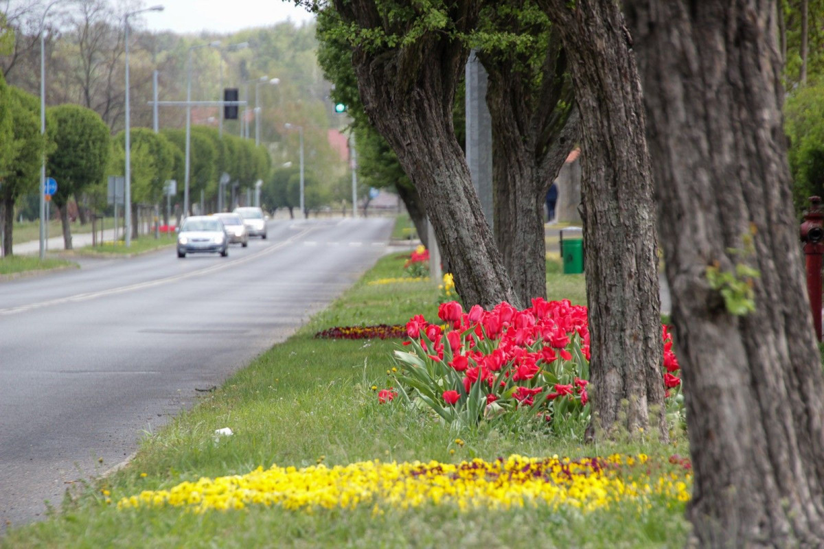 Kwiaty przy al. Tysiąclecia w Bolesławcu