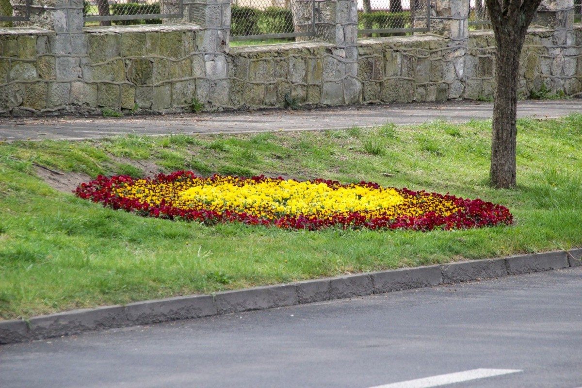Kwiaty przy al. Tysiąclecia w Bolesławcu