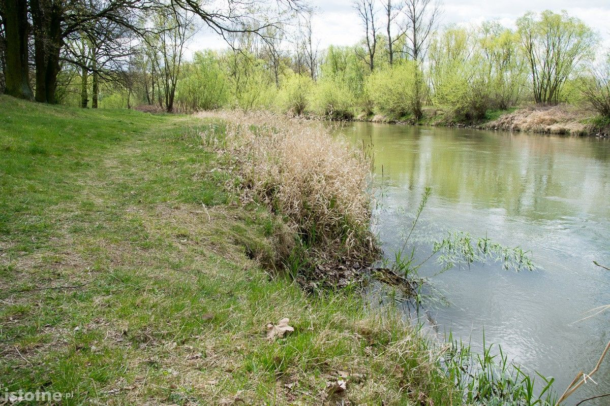 Stan wody w rzecze Bóbr (zdjęcia wykonane 26 kwietnia w Bolesławcu)