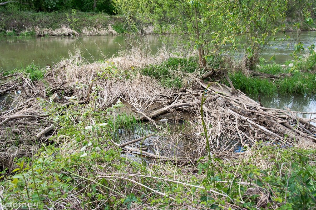 Stan wody w rzecze Bóbr (zdjęcia wykonane 26 kwietnia w Bolesławcu)