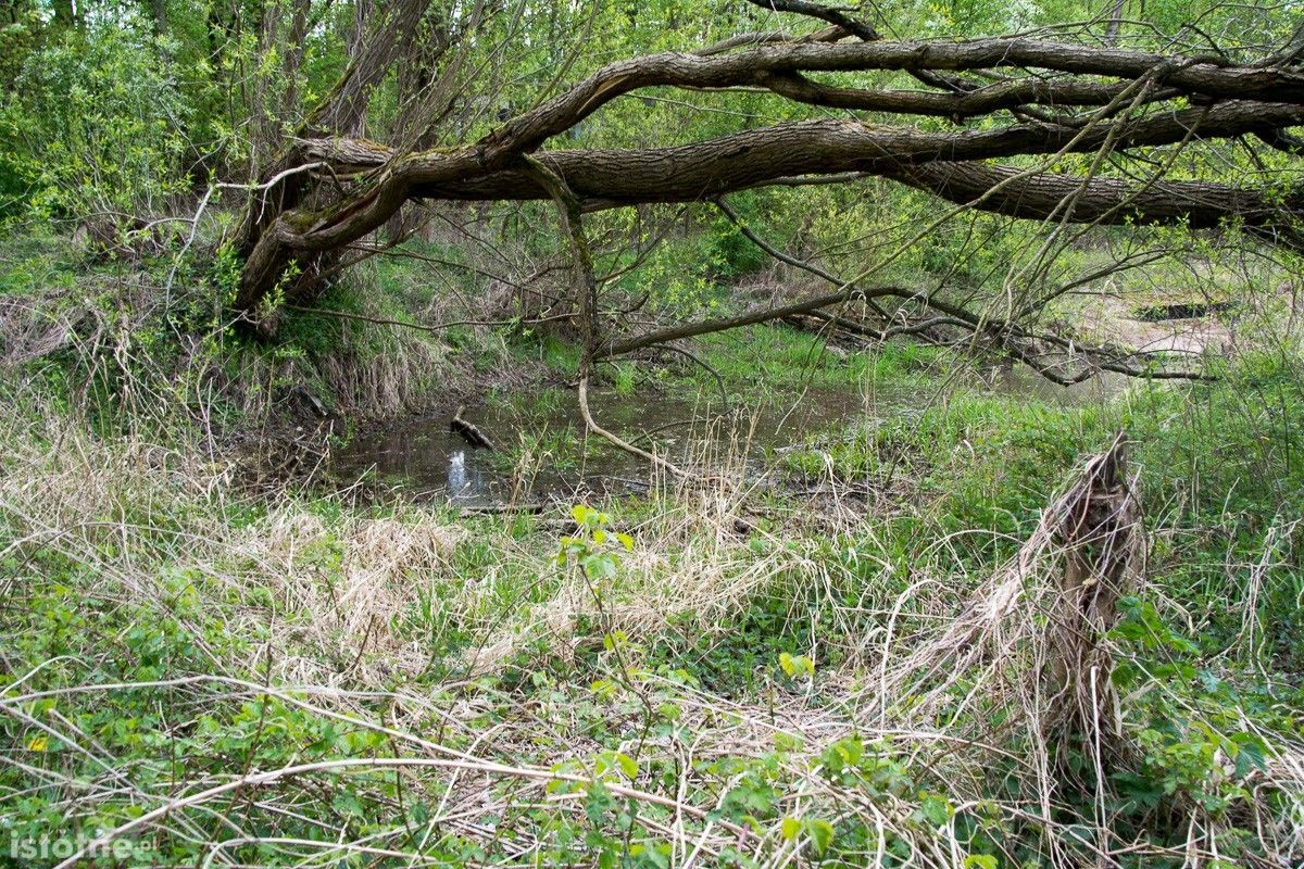 Stan wody w rzecze Bóbr (zdjęcia wykonane 26 kwietnia w Bolesławcu)