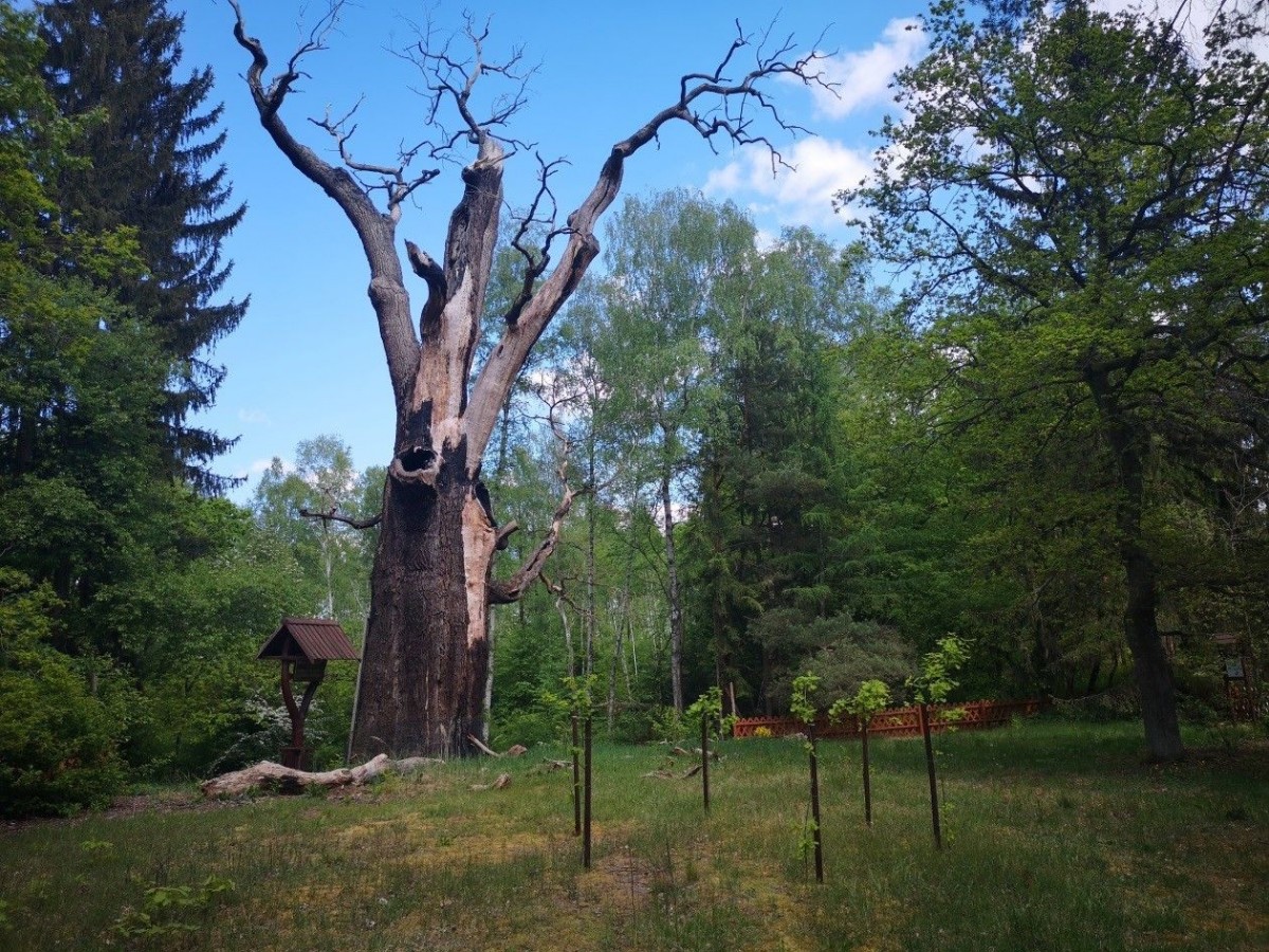 Dąb Chrobry i jego potomkowie, teren Nadleśnictwa Szprotawa (powiaty żagański i nosolski, woj. lubuskie)