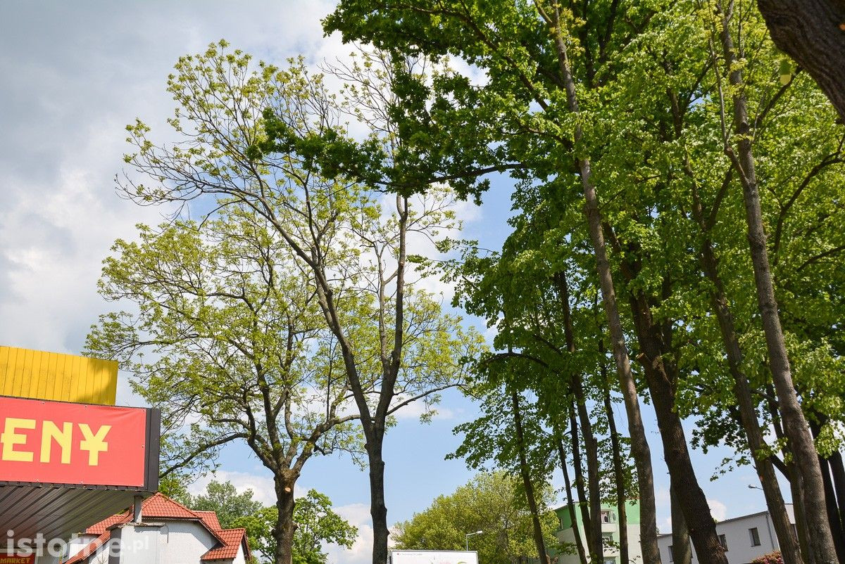 Drzewa w Bolesławcu
