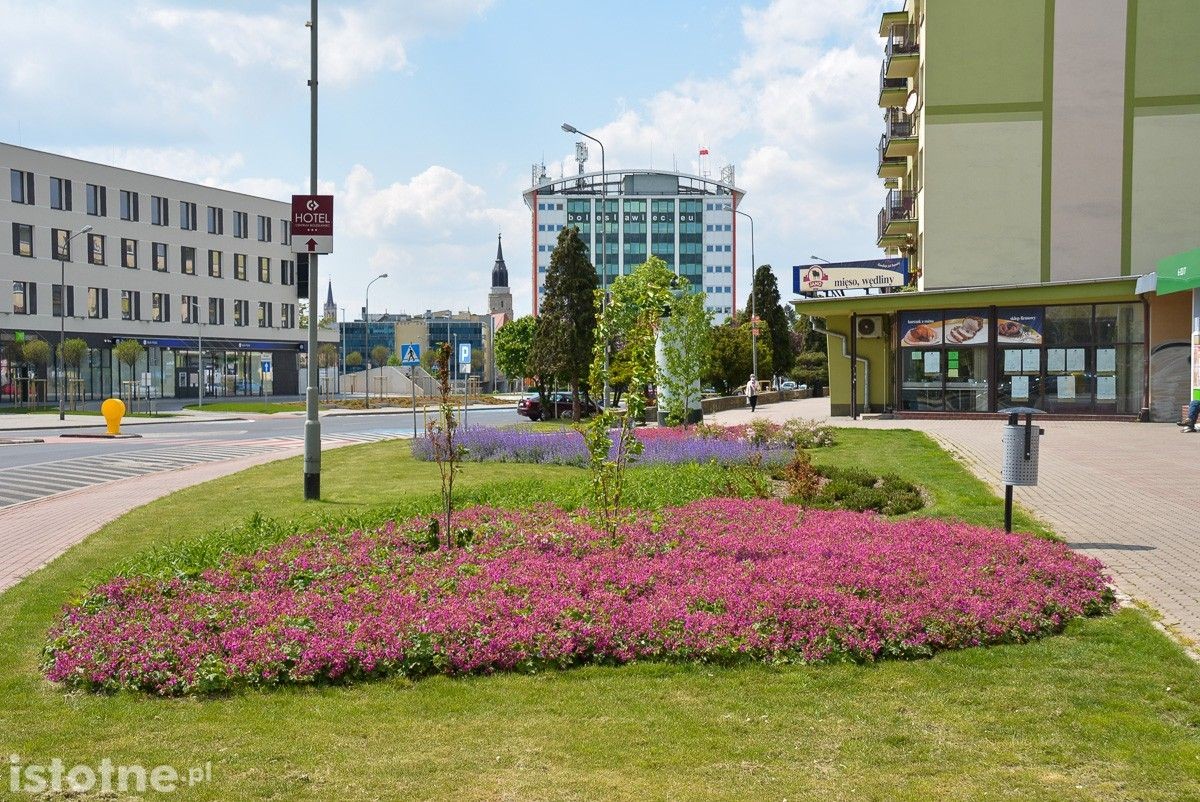 Drzewa w Bolesławcu