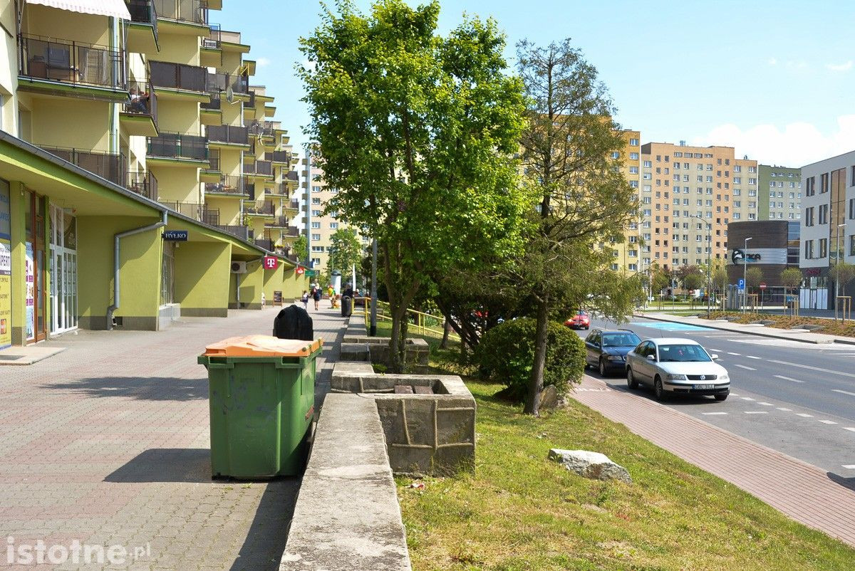 Drzewa w Bolesławcu