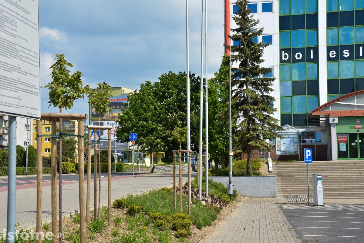 Drzewa w Bolesławcu