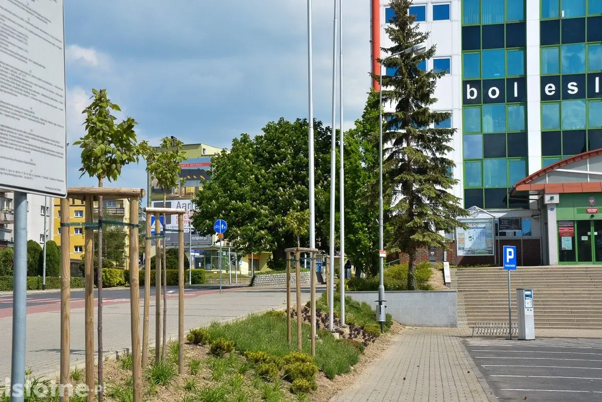 Drzewa w Bolesławcu