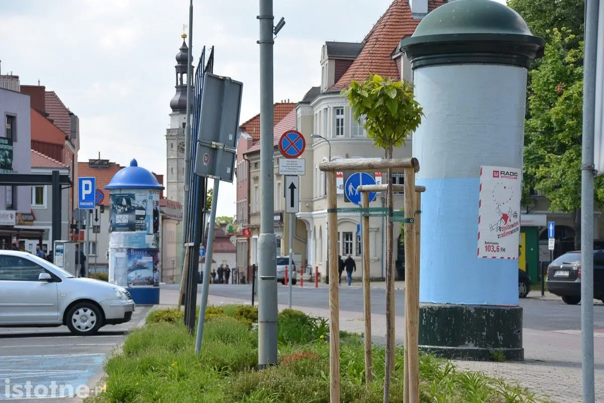 Drzewa w Bolesławcu