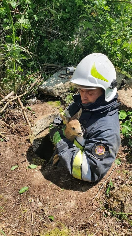 Strażacy z Trzebienia uratowali sarenkę